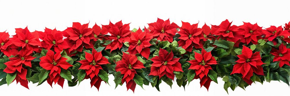 Red poinsettia flowers plant leaf petal. AI generated Image by rawpixel.