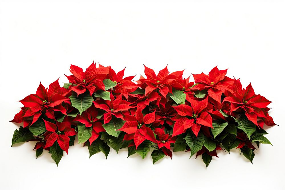 Red poinsettia flowers plant leaf christmas. AI generated Image by rawpixel.