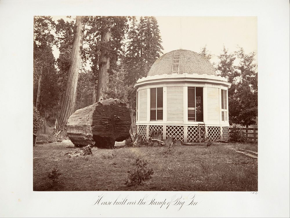 The House Built over the Stump of a Big Tree