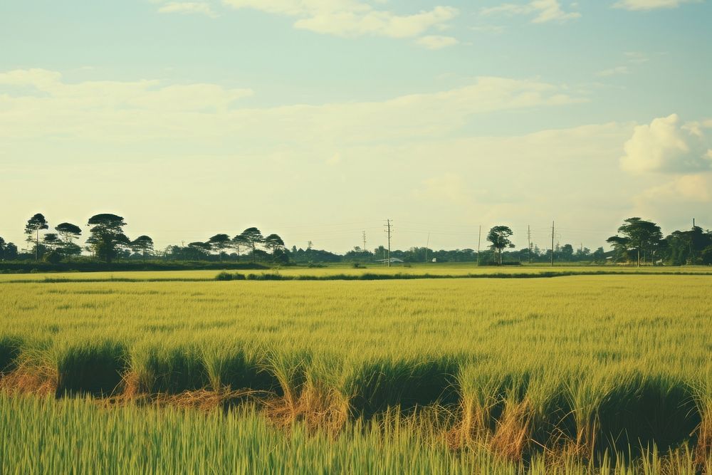 Countryside paddy field landscape grassland outdoors. AI generated Image by rawpixel.