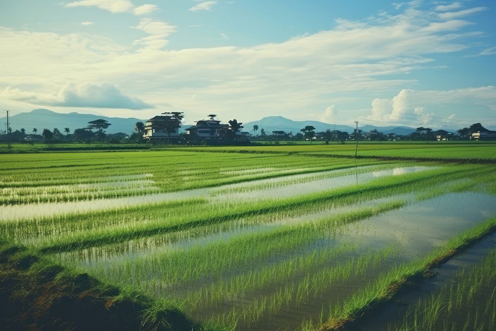 Countryside paddy field outdoors nature farm. AI generated Image by rawpixel.