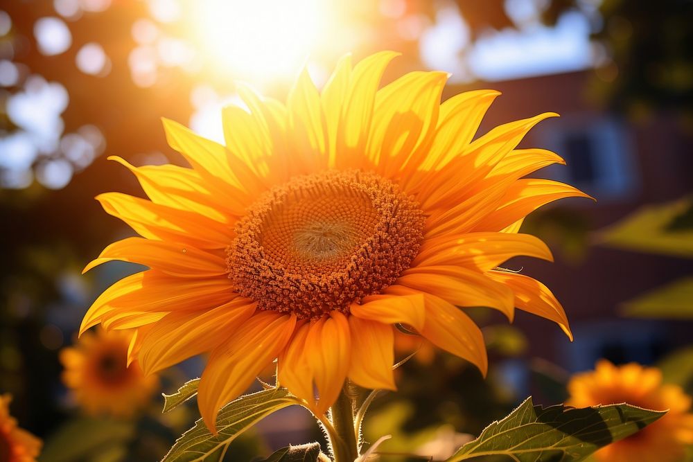 Blooming sunflower nature sunlight outdoors. AI generated Image by rawpixel.