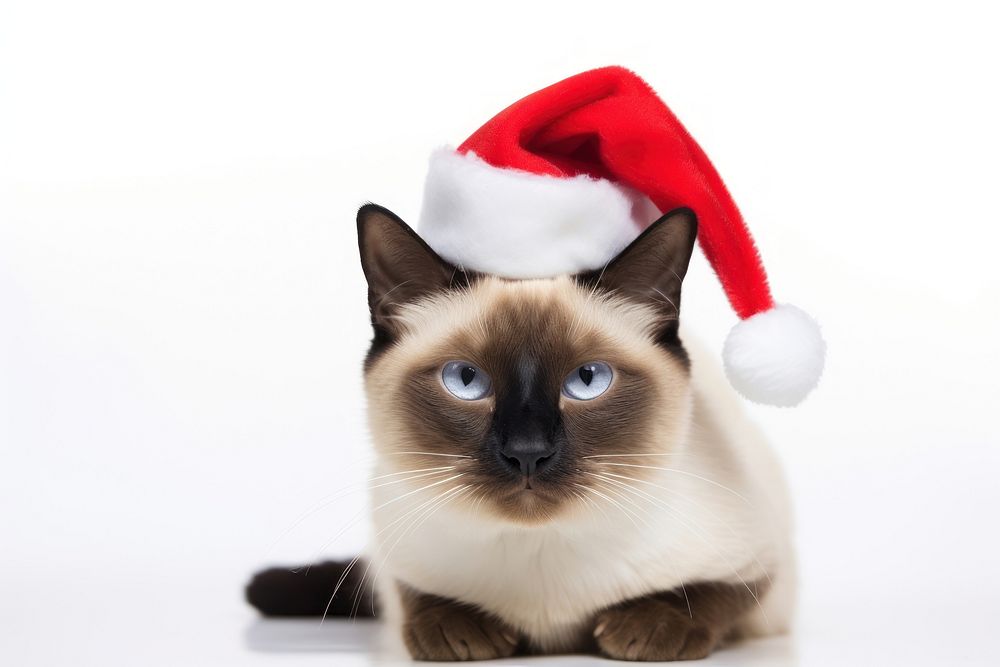 Christmas cat siamese mammal animal. AI generated Image by rawpixel.