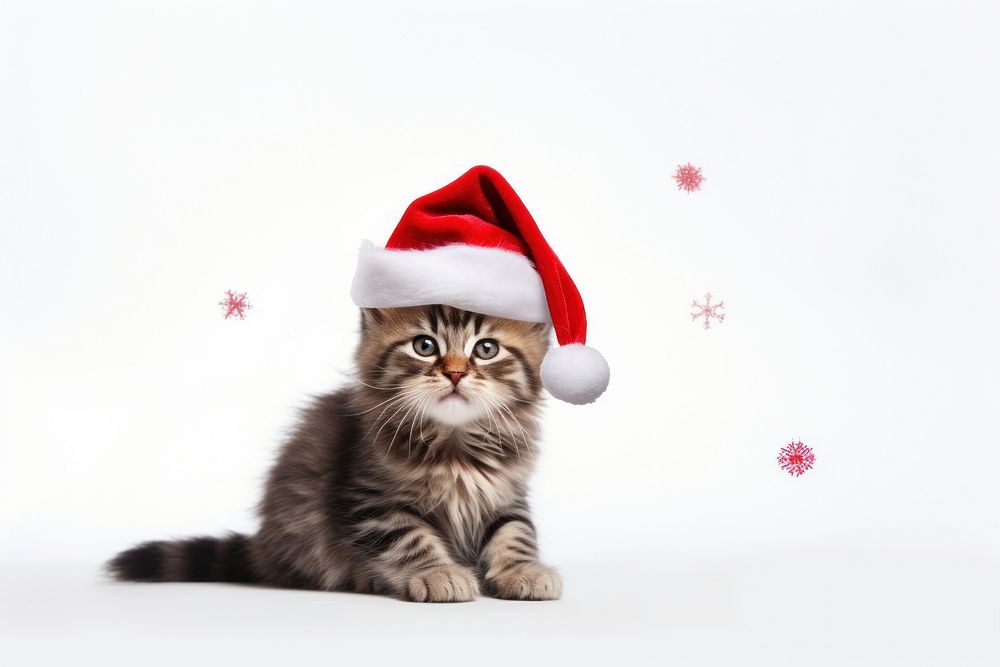 Christmas cat photography portrait mammal. AI generated Image by rawpixel.