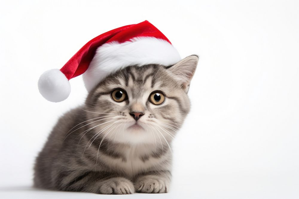 Christmas cat mammal animal kitten. AI generated Image by rawpixel.