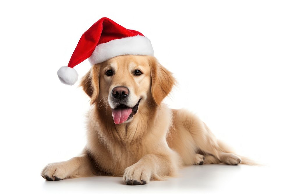 Christmas dog retriever mammal animal. AI generated Image by rawpixel.