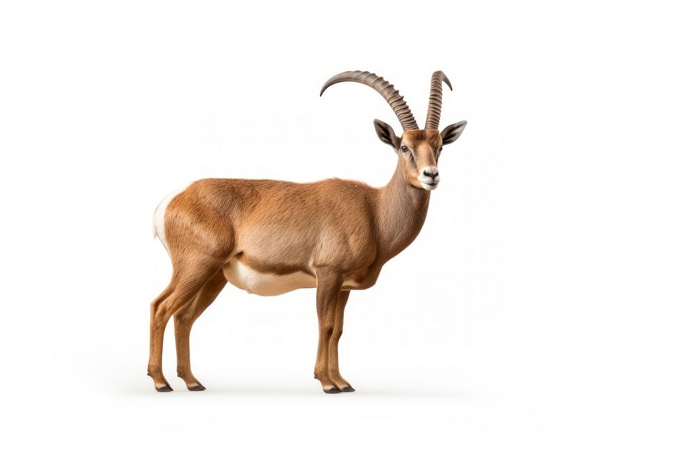 Nubian ibex wildlife animal mammal. AI generated Image by rawpixel.