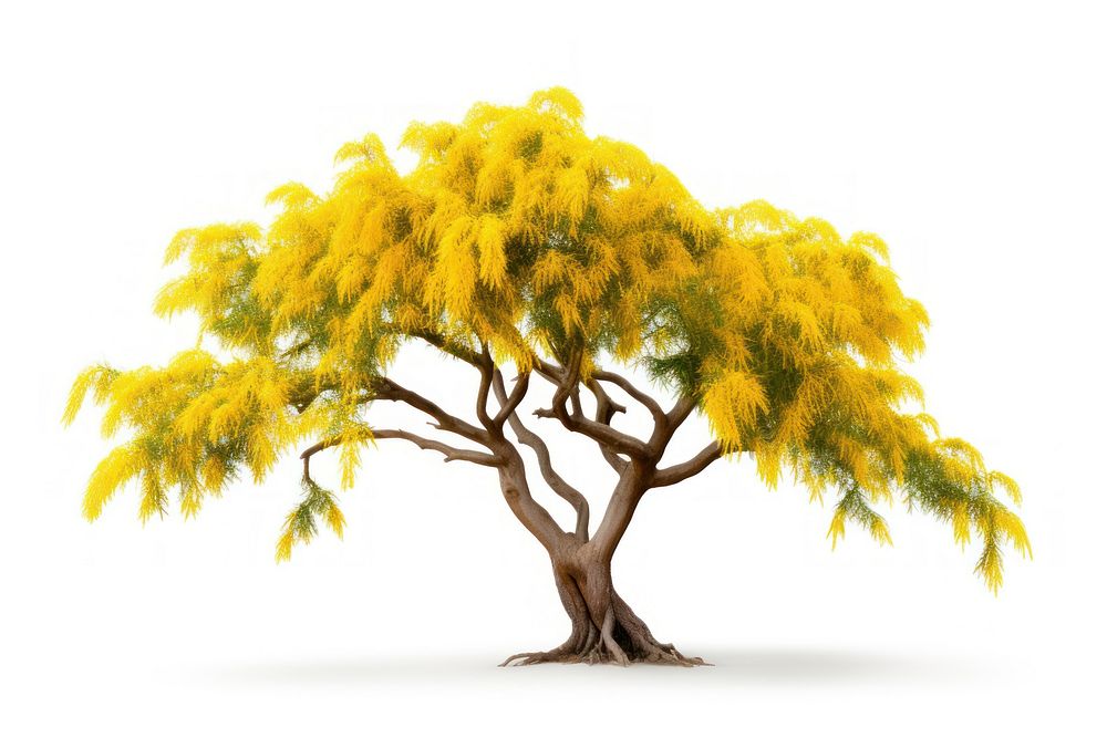 Kowhai tree plant white background tranquility. AI generated Image by rawpixel.