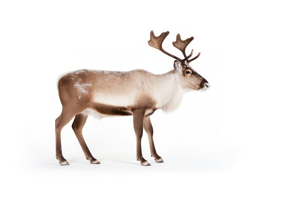 Reindeer wildlife animal antler. AI generated Image by rawpixel.