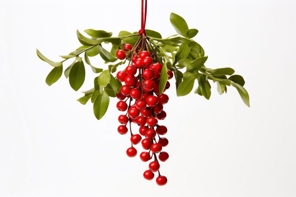 Plant hanging cherry fruit. AI generated Image by rawpixel.
