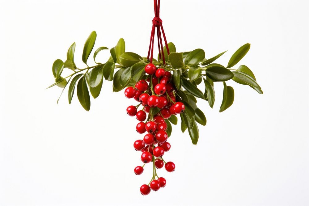 Plant christmas hanging cherry. AI generated Image by rawpixel.