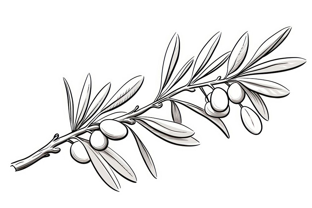 Olive branch drawing sketch plant. AI generated Image by rawpixel.