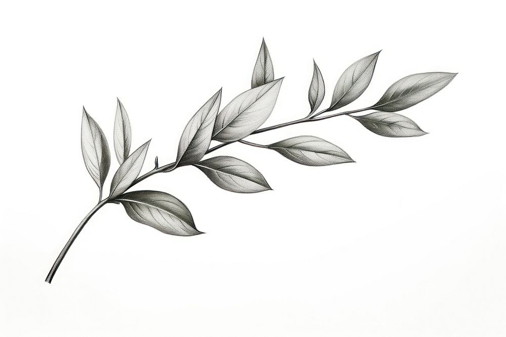 Herb leaves drawing herbs sketch. AI generated Image by rawpixel.