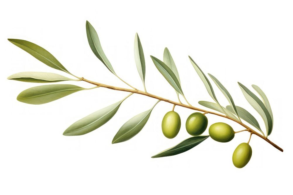 Minimal olive branch plant leaf tree. AI generated Image by rawpixel.