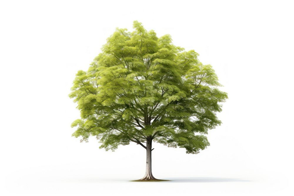 Beech tree plant white background tranquility. AI generated Image by rawpixel.