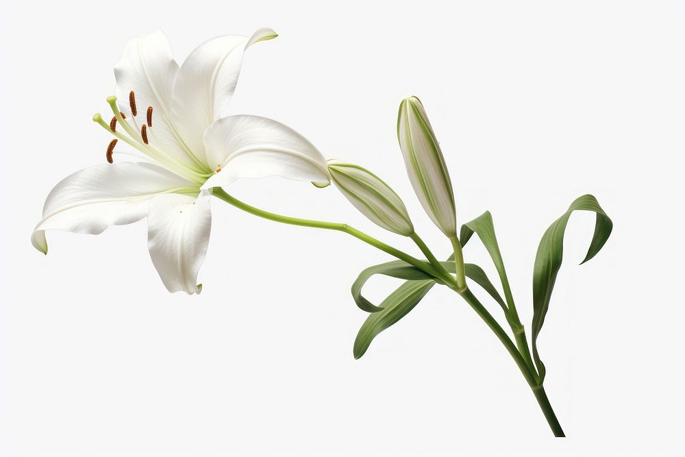Belladonna lily flower plant white. AI generated Image by rawpixel.