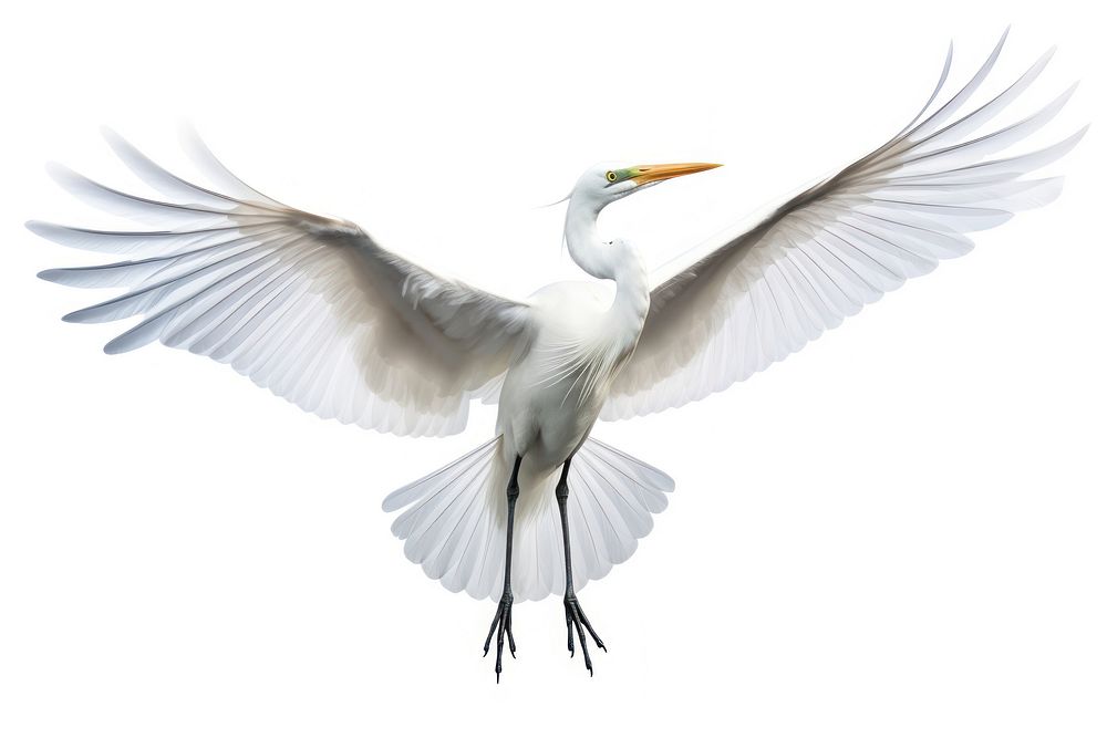Egret flying animal heron stork. AI generated Image by rawpixel.