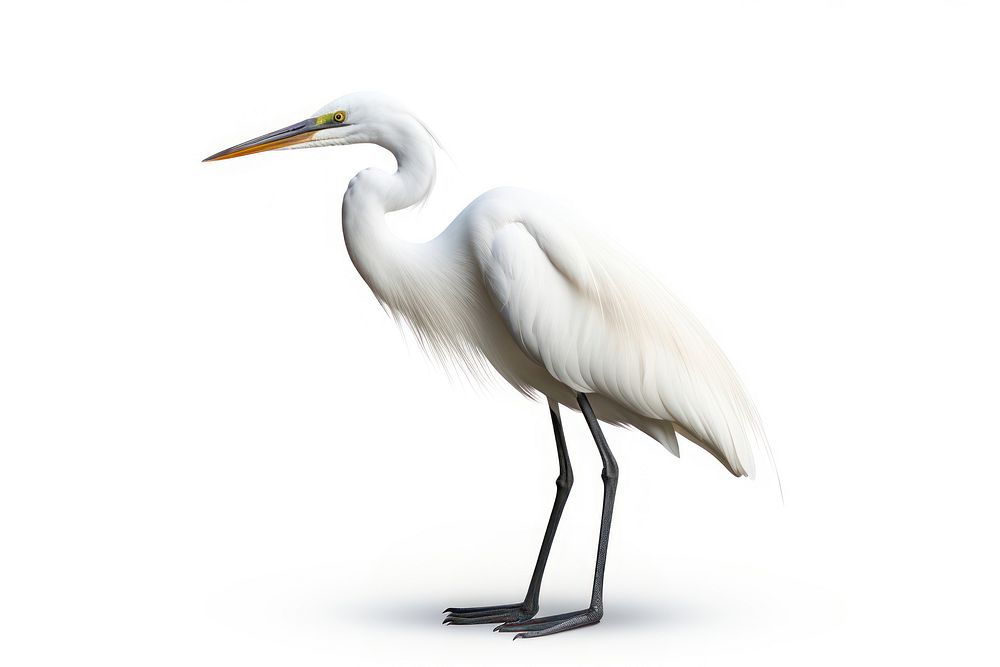Egret animal heron white. AI generated Image by rawpixel.