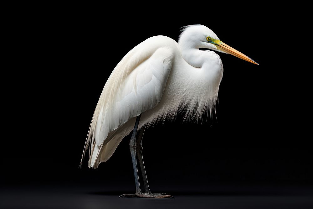 Egret animal heron bird. AI generated Image by rawpixel.