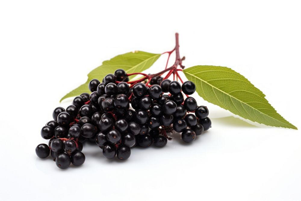 Elderberry blueberry fruit plant. AI generated Image by rawpixel.