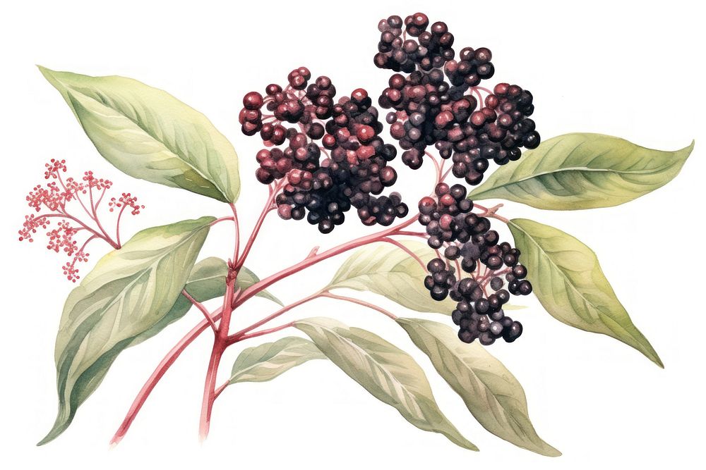 Elderberry watercolor grapes plant fruit. 