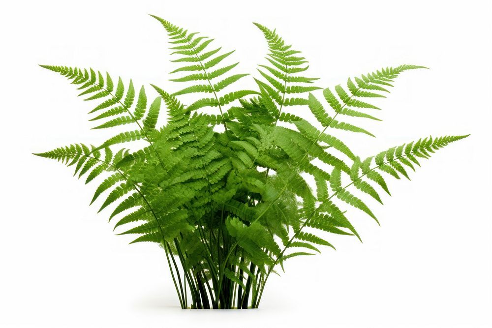 Ferns greenery plant white background freshness. AI generated Image by rawpixel.