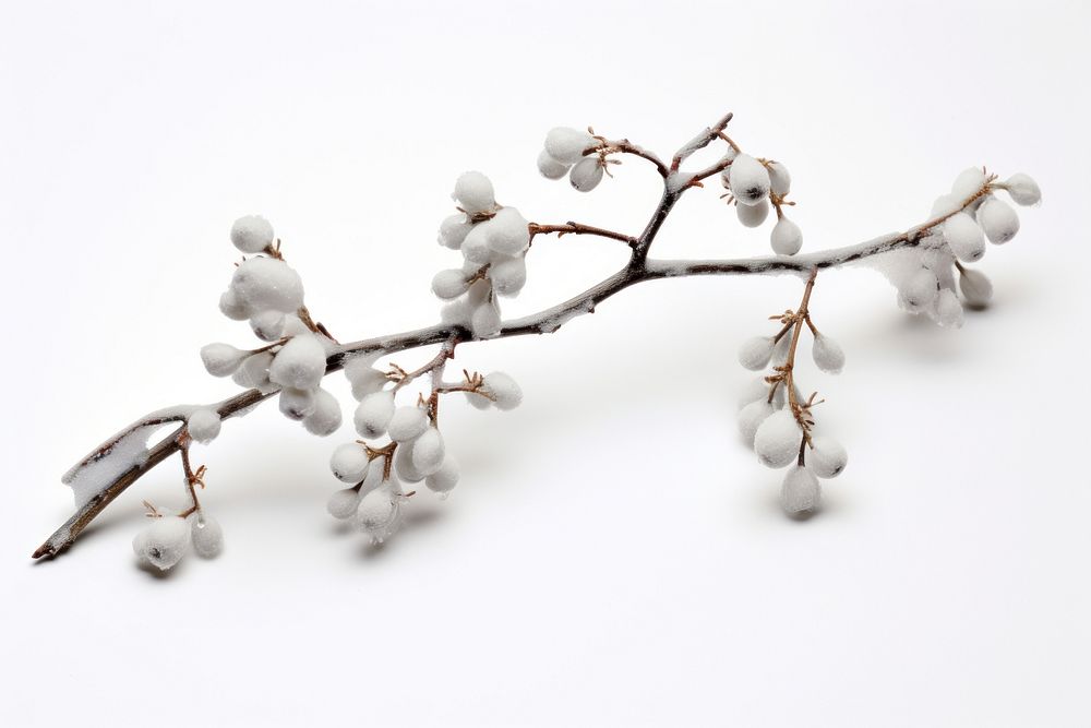 Blossom branch nature flower. AI generated Image by rawpixel.