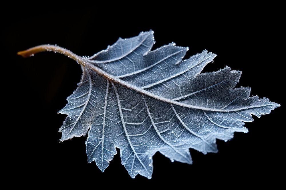 Frosty leaf outdoors nature plant. 