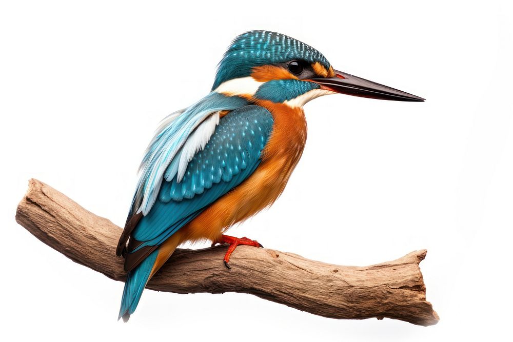 Kingfisher animal bird beak. AI generated Image by rawpixel.