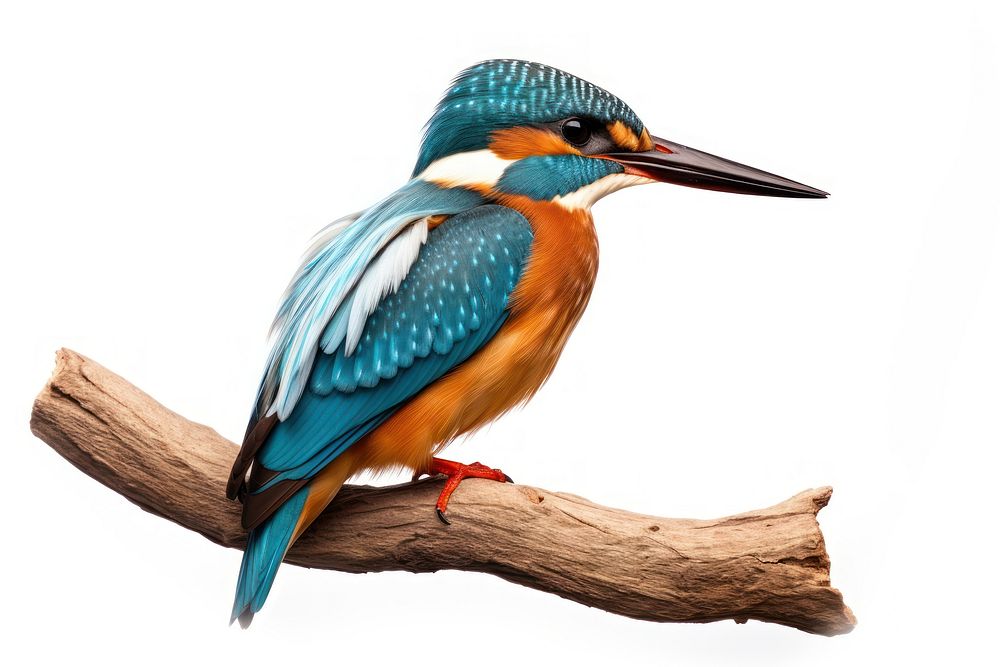 Kingfisher animal bird beak. 