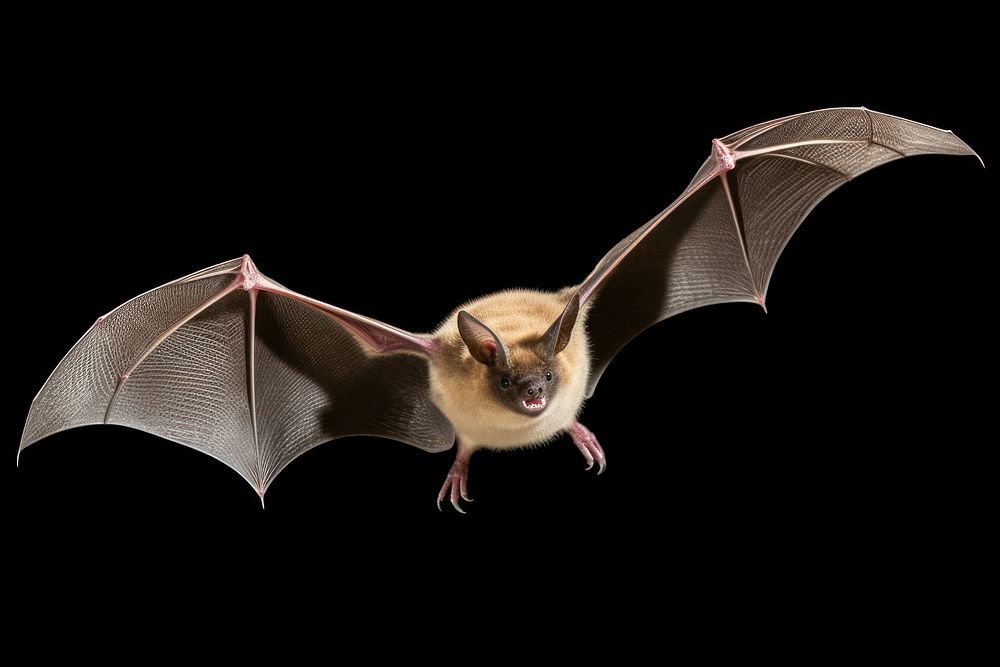 Bat flying wildlife animal darkness. AI generated Image by rawpixel.