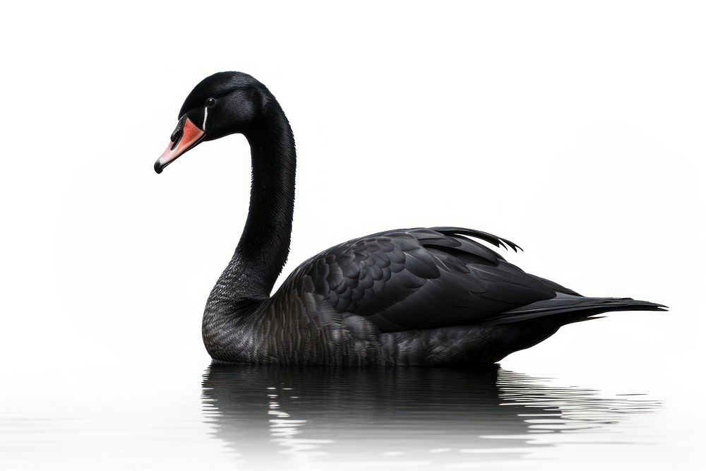 Black swan animal goose bird. AI generated Image by rawpixel.