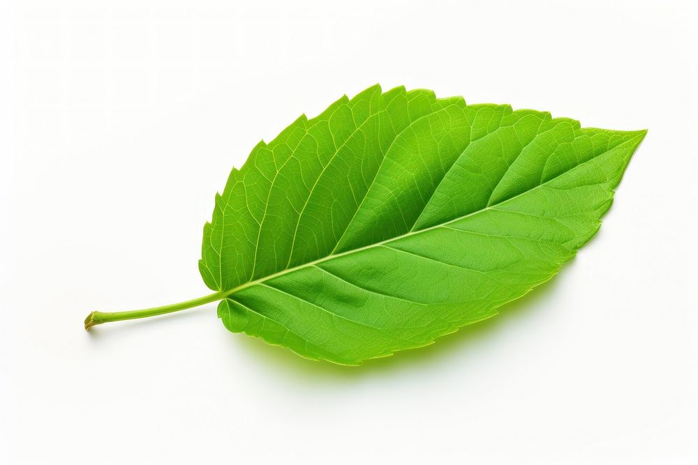 Green leaf plant white background freshness. AI generated Image by rawpixel.