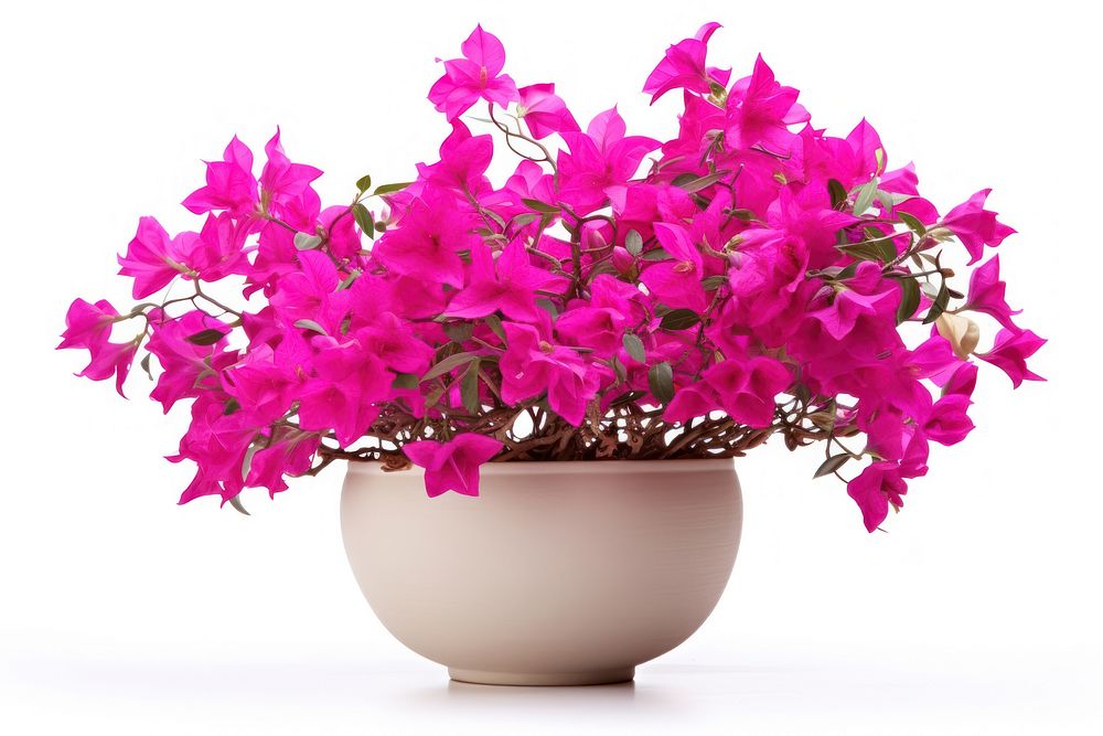 Bougainvillea blossom flower plant. AI generated Image by rawpixel.