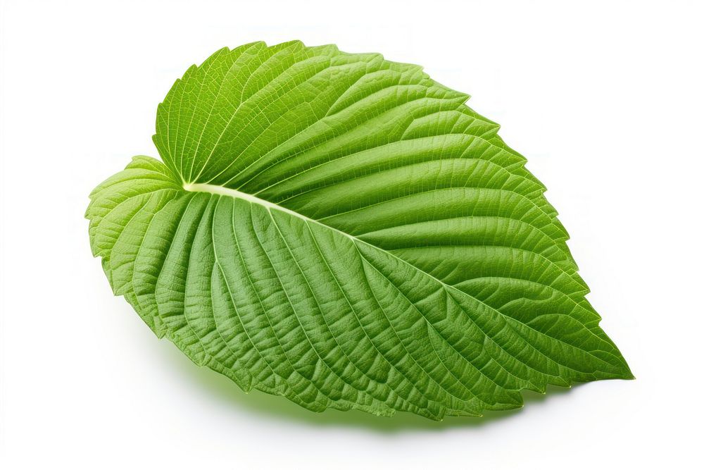 Single perilla leaf plant herbs spearmint. AI generated Image by rawpixel.