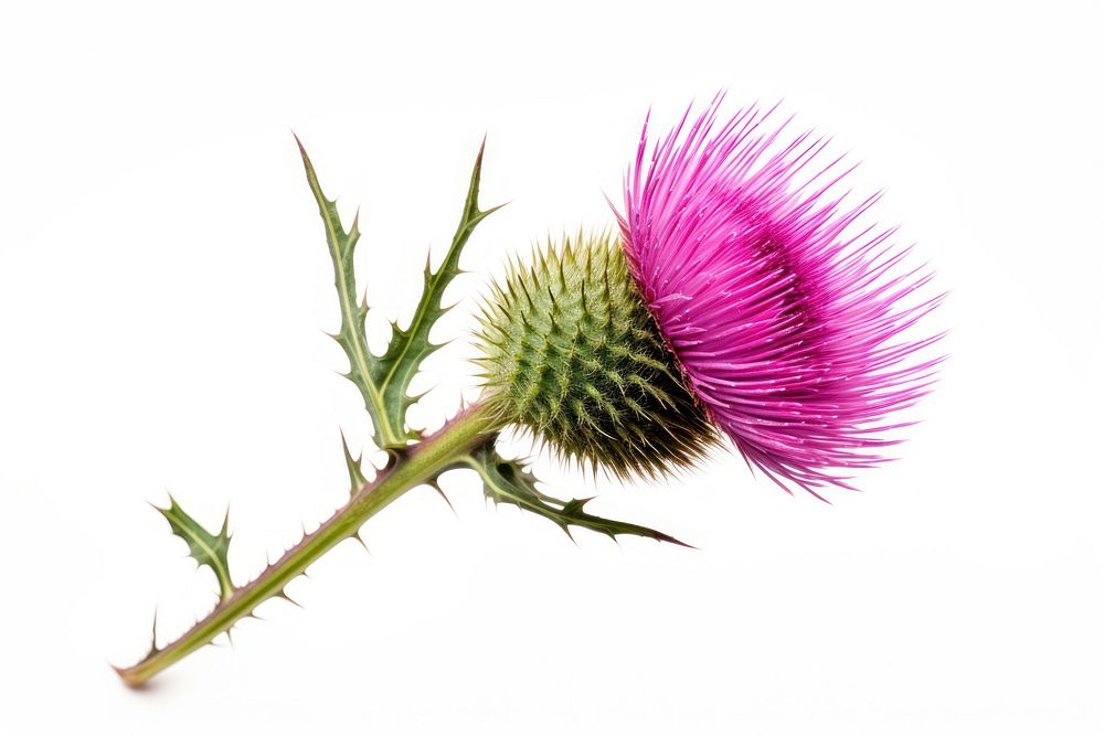 Sooear thistle flower plant white background. AI generated Image by rawpixel.