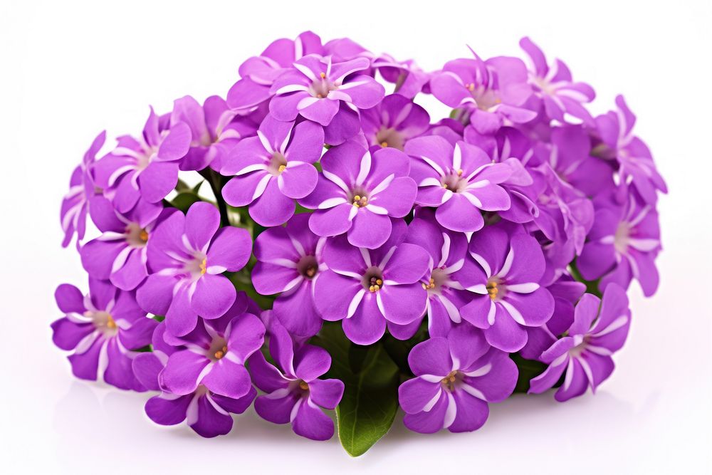 Purple candytuft blossom flower lilac. AI generated Image by rawpixel.