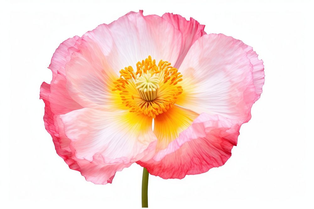 Vibrant Iceland pink red yellow white Poppy Flower flower poppy blossom. AI generated Image by rawpixel.