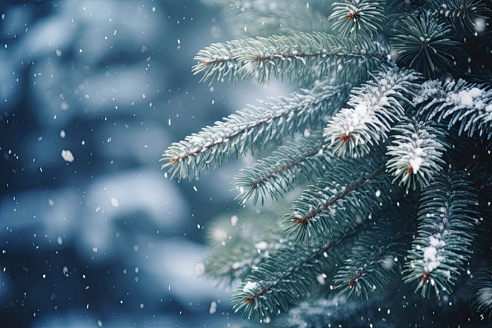 Christmas pine tree snow backgrounds christmas. AI generated Image by rawpixel.