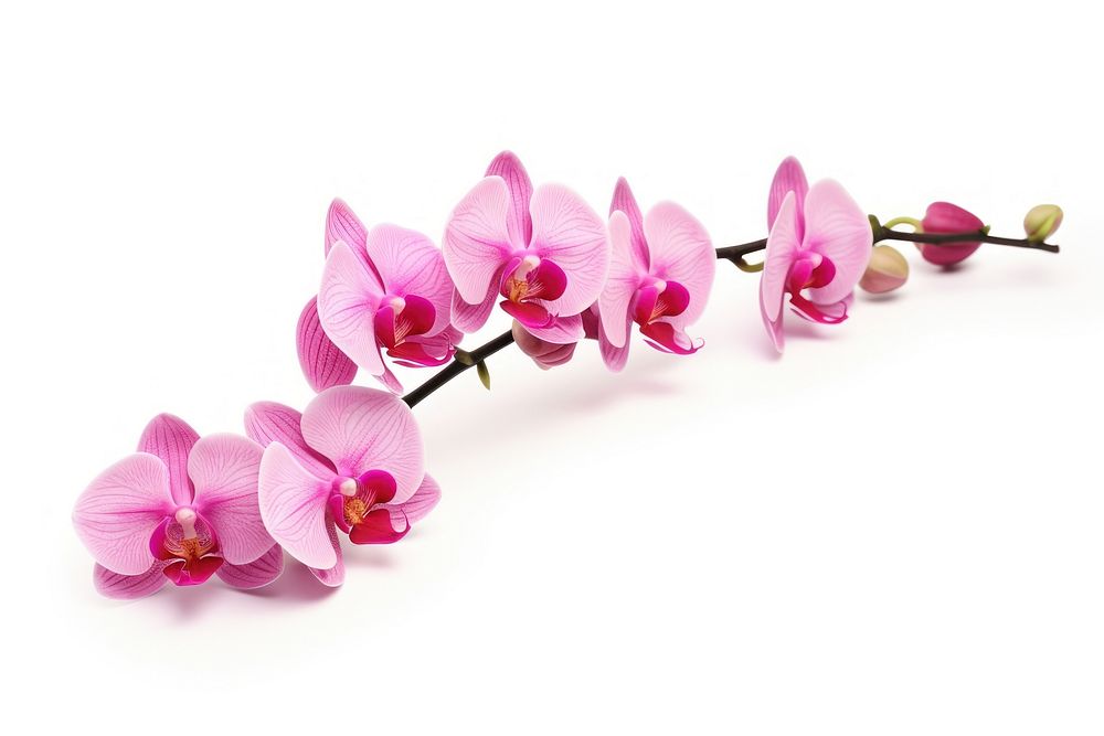 A Sprig Pink Orchid Flower flower orchid blossom. AI generated Image by rawpixel.