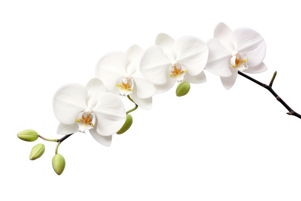 A Sprig white Orchid Flower flower orchid plant. AI generated Image by rawpixel.
