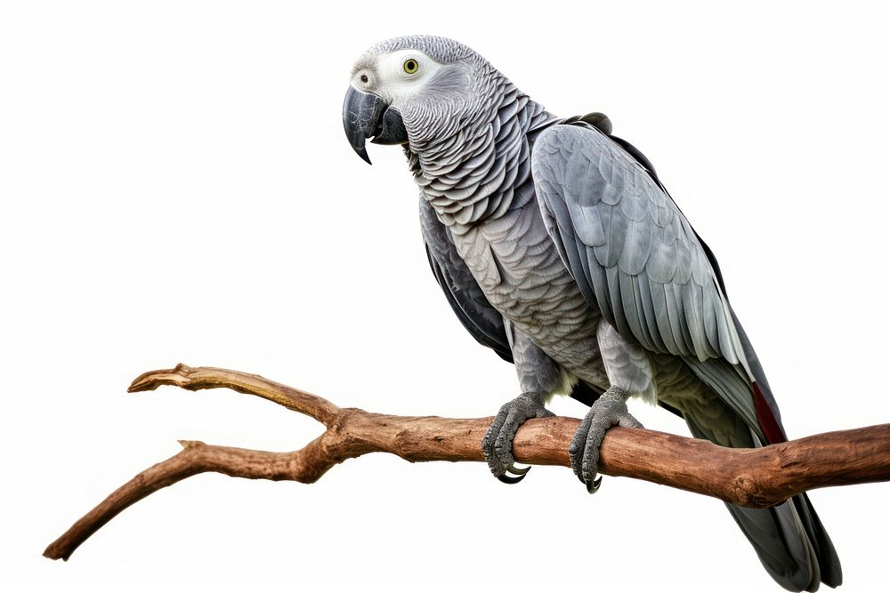 Grey Parrot parrot animal branch. AI generated Image by rawpixel.