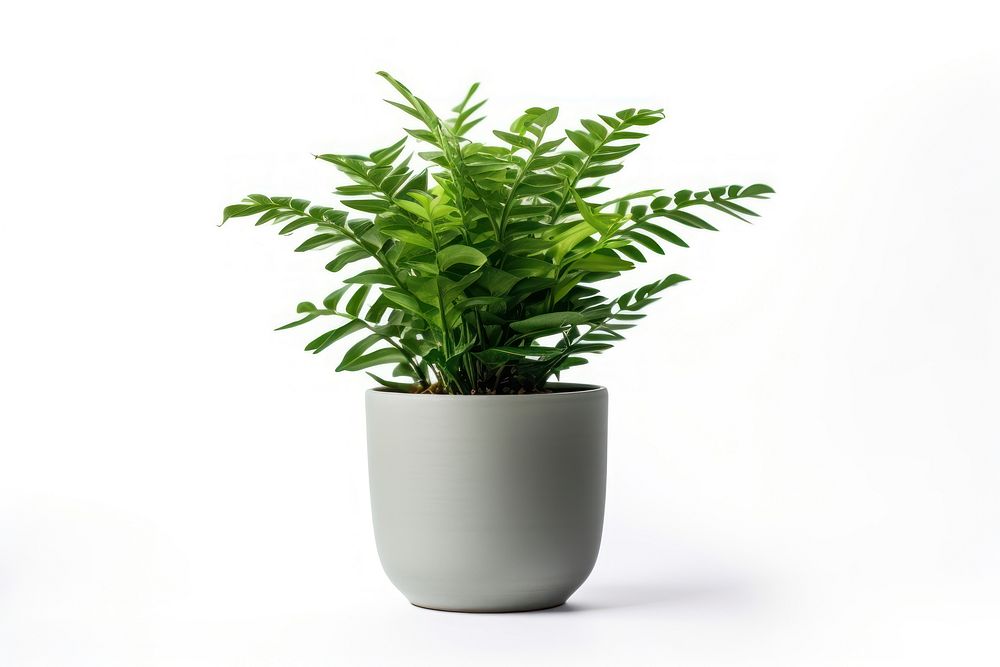 Plant leaf fern vase. AI generated Image by rawpixel.