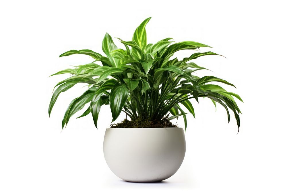 Indoor plant leaf vase houseplant. AI generated Image by rawpixel.