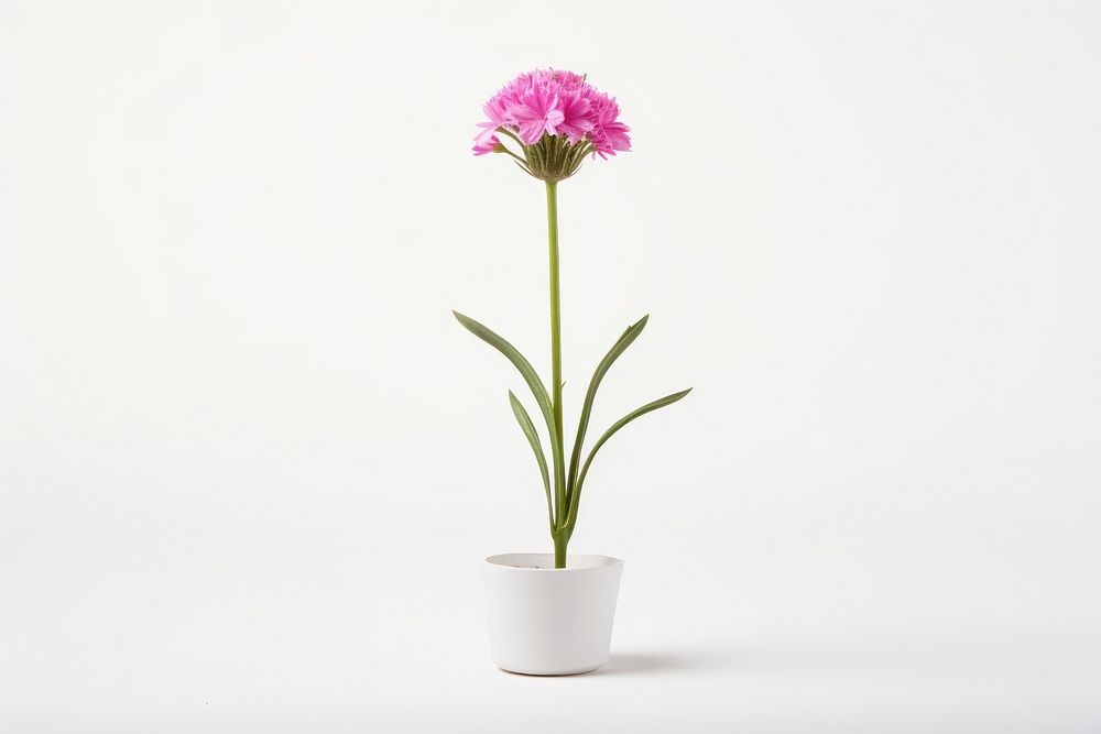 Sea thrift flower petal plant. AI generated Image by rawpixel.
