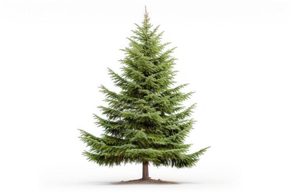 Rocky mountain douglas-fir tree spruce plant pine. AI generated Image by rawpixel.