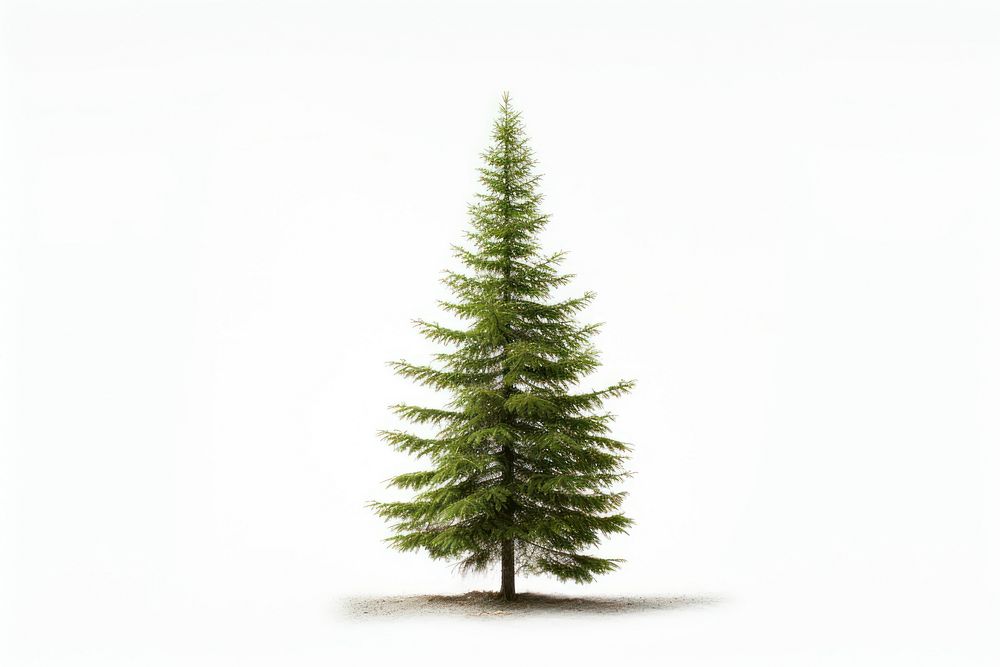 Rocky mountain douglas-fir tree spruce plant white. AI generated Image by rawpixel.