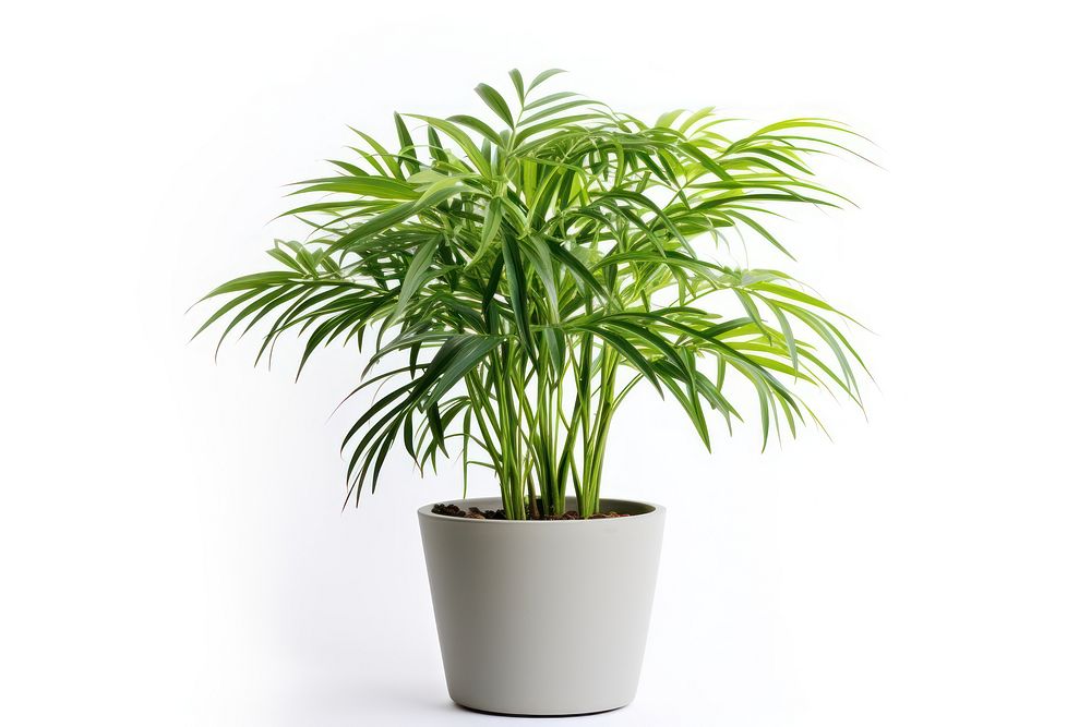 Plant leaf white background houseplant. AI generated Image by rawpixel.
