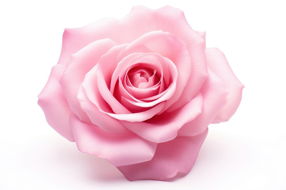 Petal rose flower plant. AI generated Image by rawpixel.