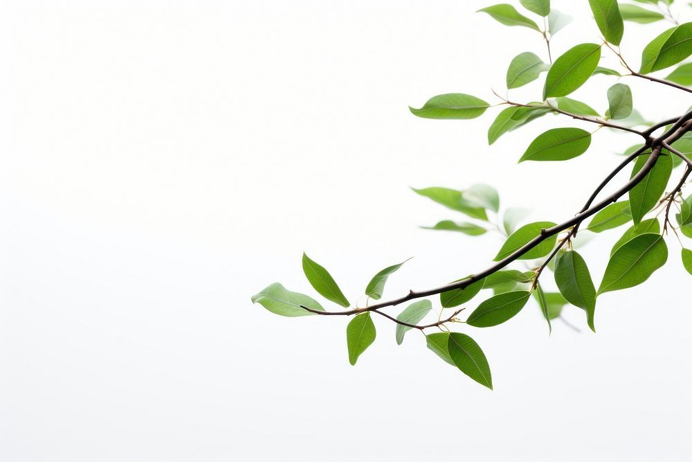 Green leaf tree backgrounds. AI generated Image by rawpixel.